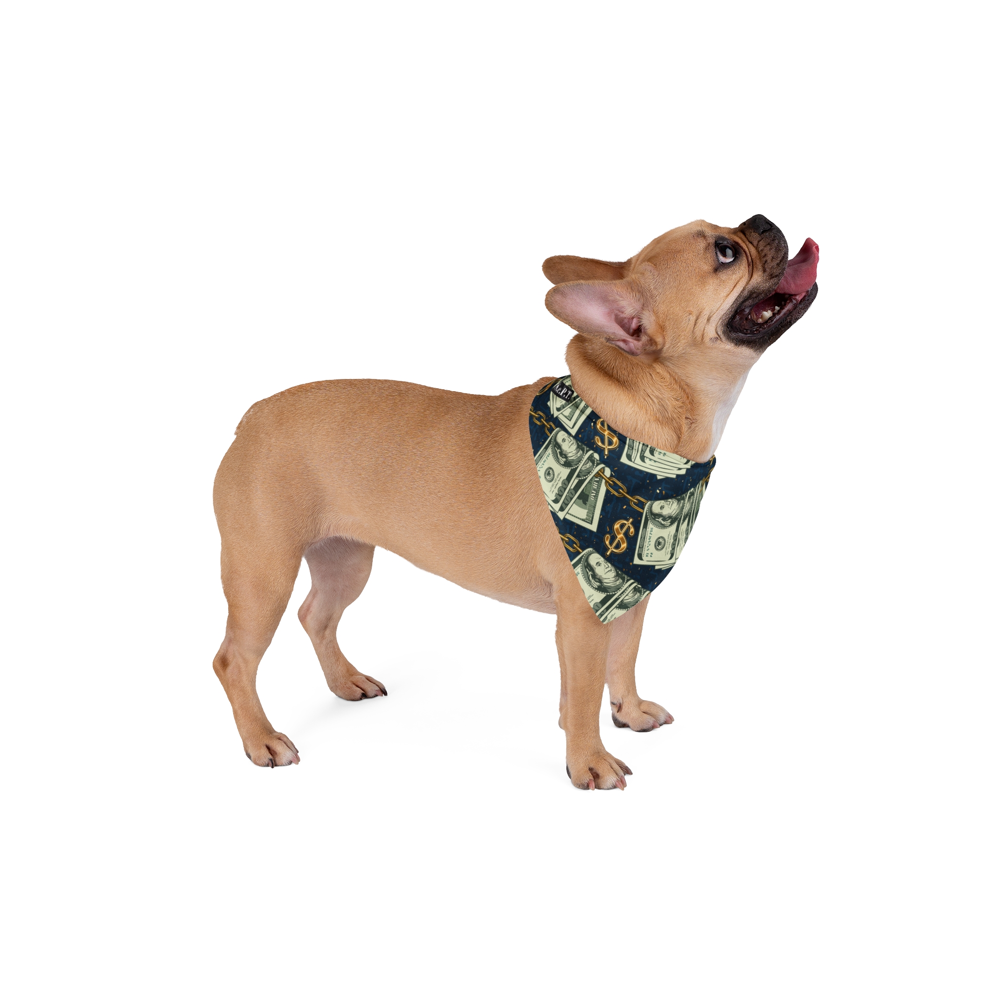 Bundled Money and Chain Pattern Pet Bandana - (S.e.P.T.) - Image 4